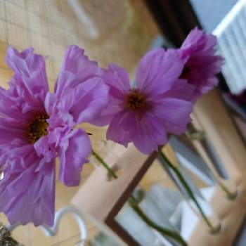 100均花器の投稿画像一覧 Greensnap グリーンスナップ