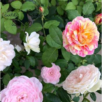バラ　クイーンオブスウェーデンの画像 by みみとねねさん | エントランスとバラ・クロードモネとクラリス バラとボレロ バラとおうち園芸とバラ　クイーンオブスウェーデンと花のある暮らしとかわいいな♡