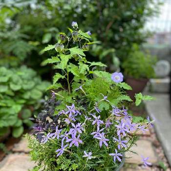 ロニセラ レモンビューティの投稿画像一覧 Greensnap グリーンスナップ