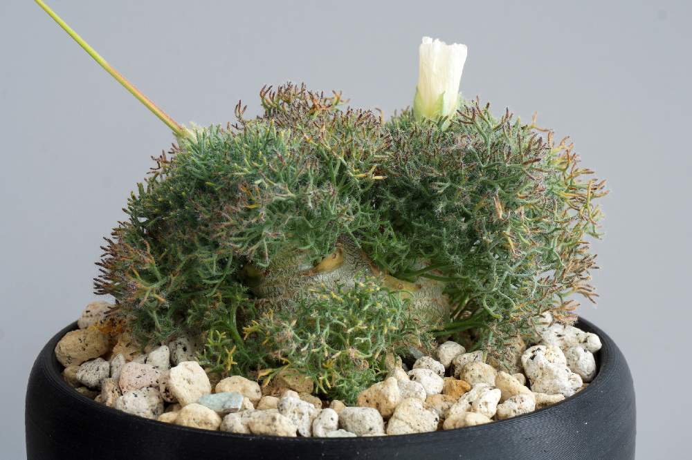 ○日本正規品○ 多肉植物 5粒 サルコカウロン ペニクリナム極上株自