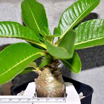 マダガスカル多肉植物の投稿画像一覧 Greensnap グリーンスナップ