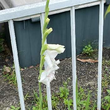 グラジオラスの投稿画像一覧 Greensnap グリーンスナップ