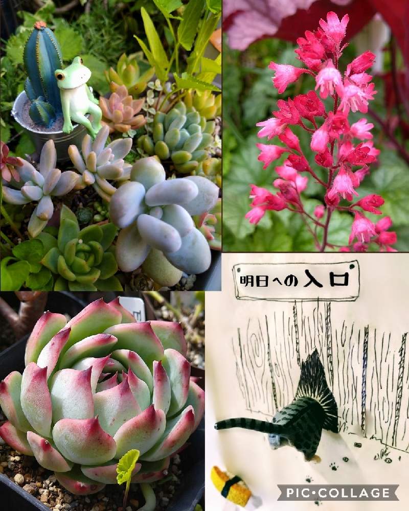 桃太郎の投稿画像 By まめきちさん 秋麗とヒューケラ パリと多肉植物とネコのいる暮らしとhtcとヒューケラ とキュンキュン乙女倶楽部とネコ好きと富山支部とコポたん祭りと植中毒と多肉ラボ C とたに倶楽部とタニラーとｵｹﾂの日とたにおたくらぶ 21月6月30日