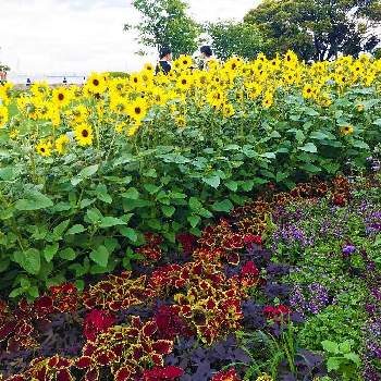 山下公園の投稿画像一覧 Greensnap グリーンスナップ