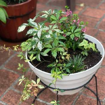 タマリュウの投稿画像一覧 Greensnap グリーンスナップ