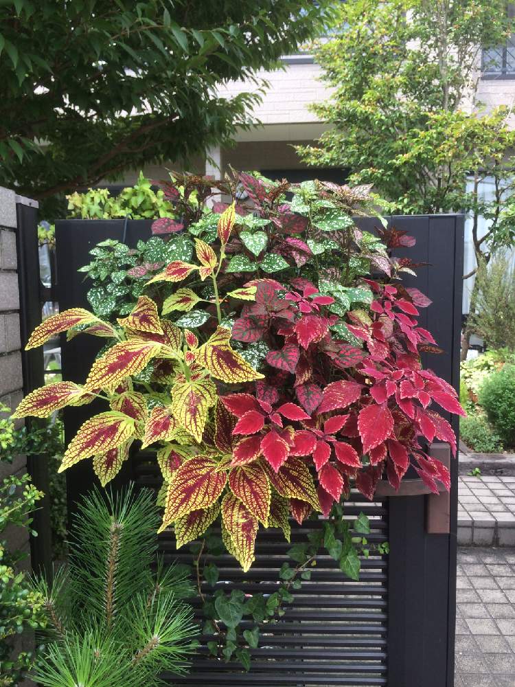 コリウスの投稿画像 By Fujiyamaさん ヒポエステスとフェンスと初夏に作った寄せ植え21と初夏に作った寄せ植え21 21月6月30日 Greensnap グリーンスナップ Greensnap グリーンスナップ