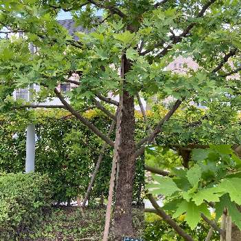 プラタナスの投稿画像一覧 Greensnap グリーンスナップ