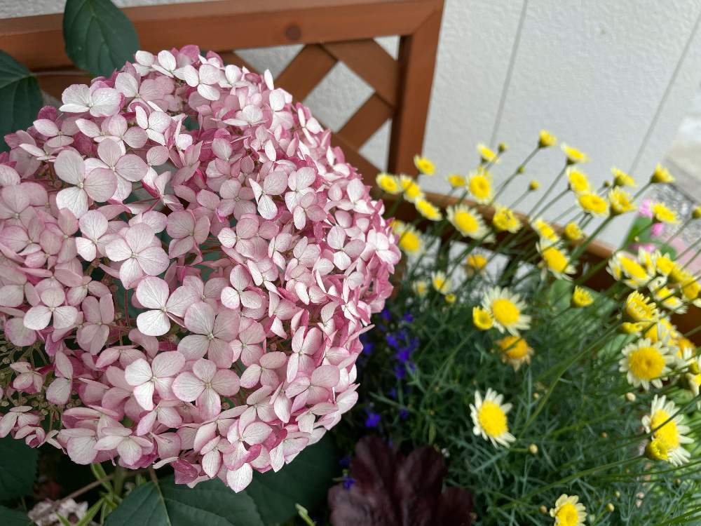 マーガレットの投稿画像 By ちほさん ピンクのアナベルと季節を楽しむとシェードガーデンと癒しと梅雨に負けないと夏の花とおうち園芸と紫陽花 アジサイ あじさいと庭づくりと宿根草 と21とガーデニングと花のある暮らしと庭の宿根草と梅雨を楽しむ 21月6月30日