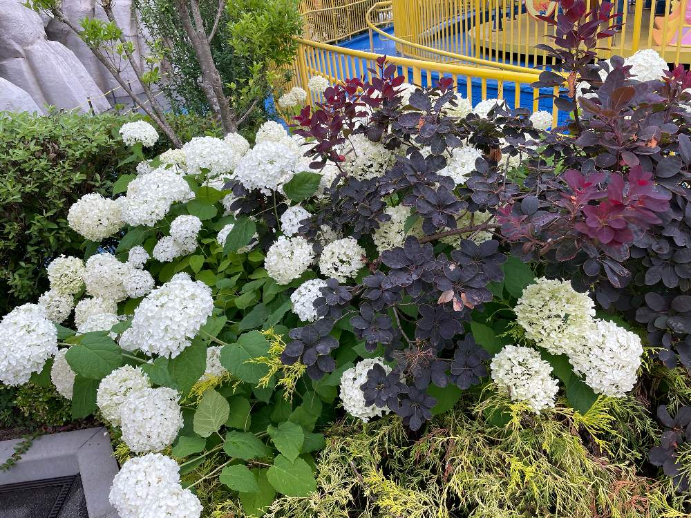 スモークツリーの投稿画像 By ちほさん アナベルとカラーリーフと季節を楽しむと癒しと梅雨に負けないと庭づくりと宿根草 と21とガーデニングと花のある暮らしと地植えと梅雨を楽しむ 21月6月30日 Greensnap グリーンスナップ