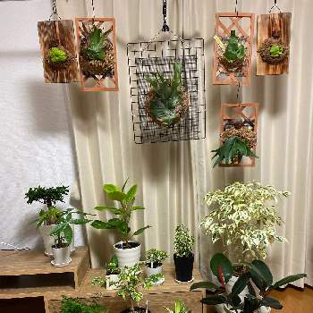 ビカクシダ ワンダエの投稿画像一覧 Greensnap グリーンスナップ