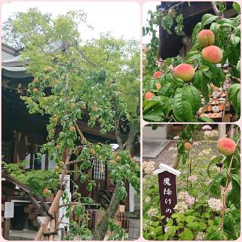 魔除けの投稿画像一覧 Greensnap グリーンスナップ