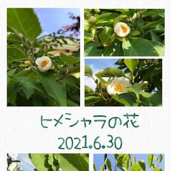 ヒメシャラの投稿画像一覧 Greensnap グリーンスナップ