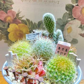 ブリキの鉢の画像 by あきこぎさん | 部屋とサボテン寄せ植え‼️と手作りとワクワク♥️とブリキの鉢とチーム愛知と自宅と❤️可愛い