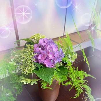 紫 陽 花の画像 by み〜さん | 部屋と紫 陽 花