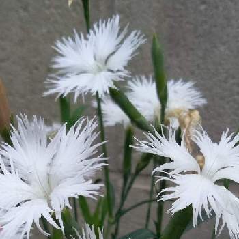 なでしこの花の投稿画像一覧 Greensnap グリーンスナップ