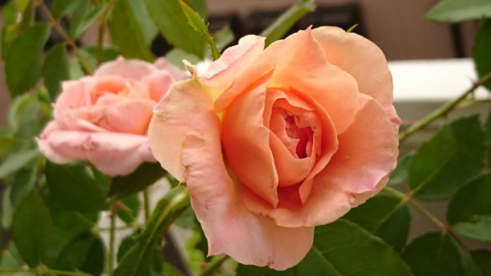 ばら バラ 薔薇の投稿画像 By はるちっちさん 見切り品とベランダガーデニングと薔薇 バラ ばらとベランダガーデンとバラ 鉢植えと鉢植えとガーデニング と花のある暮らしとバラ ミニバラとバラを楽しむ 21月7月1日 Greensnap グリーンスナップ