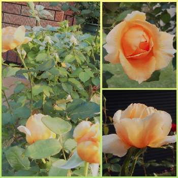 バラのある庭の画像 by フレンチトーストさん | 小さな庭とグリーンライフ♡とオレンジ色のバラと楽しみ♡とばら大好きと緑のある暮らしと香りのあるバラとバラのある庭ときれい✨