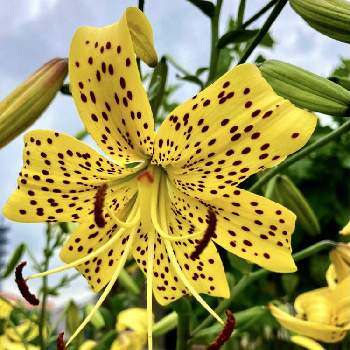 オウゴンオニユリの投稿画像一覧 Greensnap グリーンスナップ