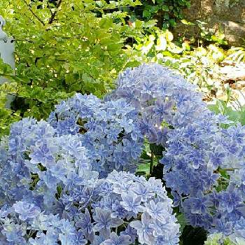 紫陽花万華鏡の投稿画像一覧 Greensnap グリーンスナップ