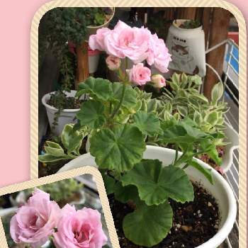 バラ咲きゼラニウム ミルフィールド ローズバッドの投稿画像一覧 Greensnap グリーンスナップ