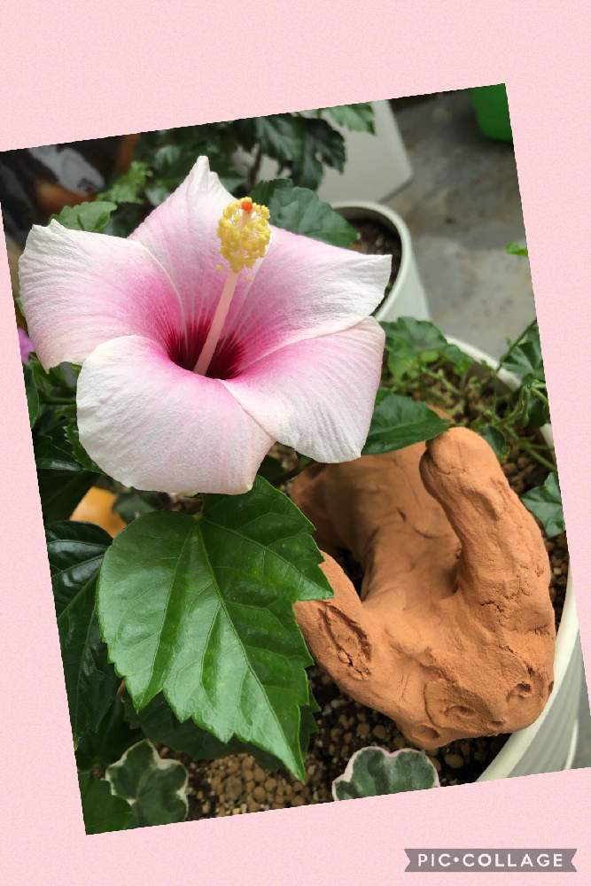 ガーデンハイビスカス 魅惑のピンクの投稿画像 By Ai Minipinさん ガーデンハイビスカス 癒しの白と観葉植物と寄せ植えとガーデンハイビスカスと植中毒と ハイビスカスと小さな幸せ とガーデニングと西向きベランダ 21月7月1日 Greensnap グリーンスナップ
