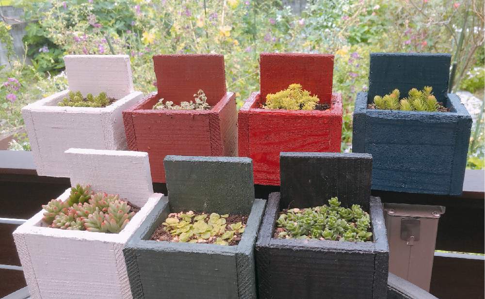 Diyの投稿画像 By ナタリーさん セダム属と多肉 オーロラと手作りプランター 21月7月1日 Greensnap グリーンスナップ