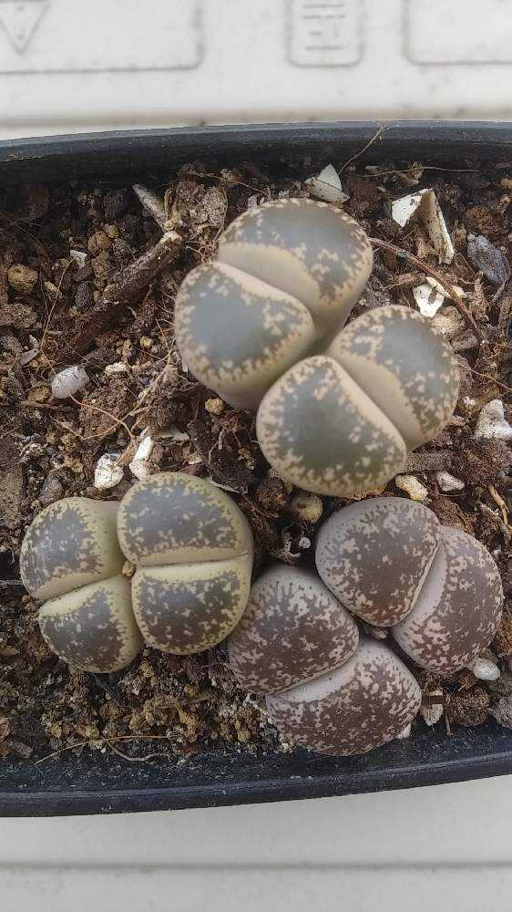 失敗 成功 リトさんの株分け Greensnap グリーンスナップ