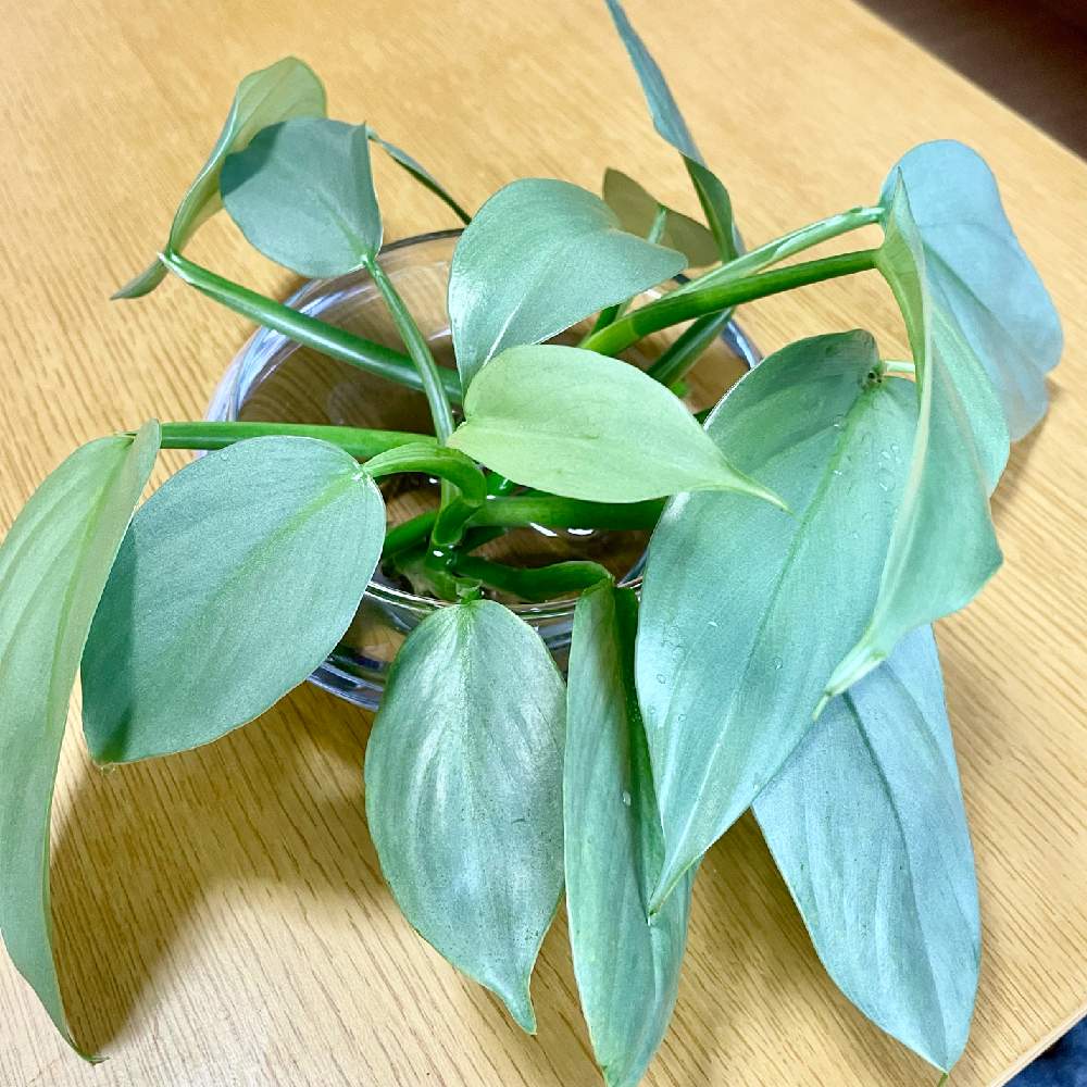 フィロデンドロン シルバーメタルの投稿画像 By 福丸さん 観葉植物とシルバーメタル と挿し木と水耕栽培とフィロデンドロン属 21月7月1日 Greensnap グリーンスナップ