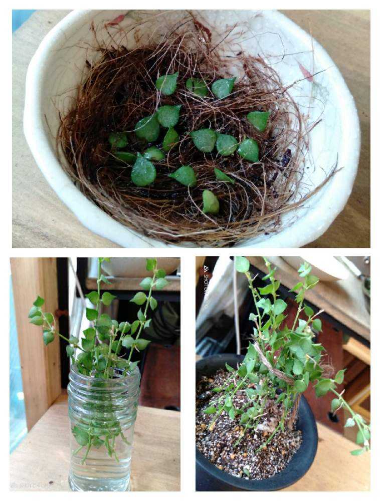 ディスキディアミリオンハートをモサモサにしたい｜🍀GreenSnap