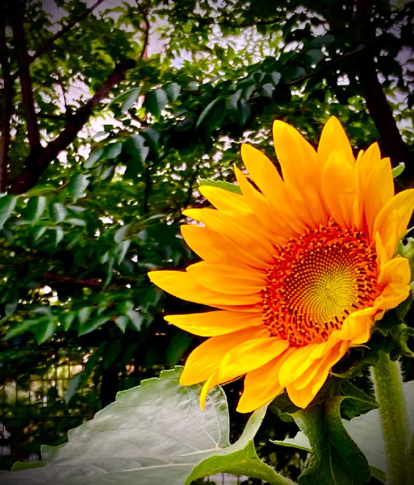 俳句の投稿画像 By ヒーちゃんさん 向日葵ひまわりヒマワリと流ひさし 21月7月1日 Greensnap グリーンスナップ