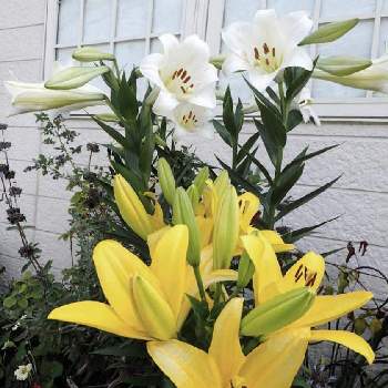 黄色いお花も好きの画像 by kumakoさん | 小さな庭とユリと鉄砲百合・ホワイトトライアンファーターとAH百合　バビアとスカシユリと香りの良い花が好きとキュンキュン乙女倶楽部と鉄砲百合「ホワイトトライアンファーター」とユリ大好きと幸せの黄色いお花と白いお花も好きと花のある暮らしと純白マニアとキュンキュン乙女倶楽部No190と黄色いお花も好きとユリ(AH)バビア