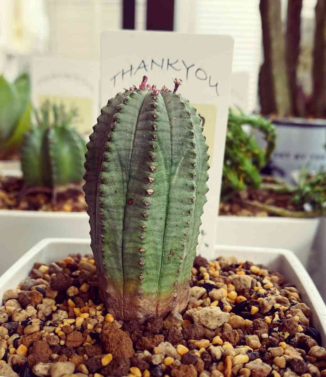 ユーフォルビア・インファウスタ | 多肉植物・特別な鉢の販売