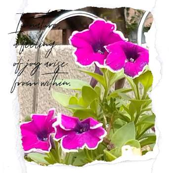 ローズ色の花の画像 by レモンさん | 小さな庭とおうち園芸といやし♡とぺチュニア。とローズ色の花と可愛い♡とハンキング