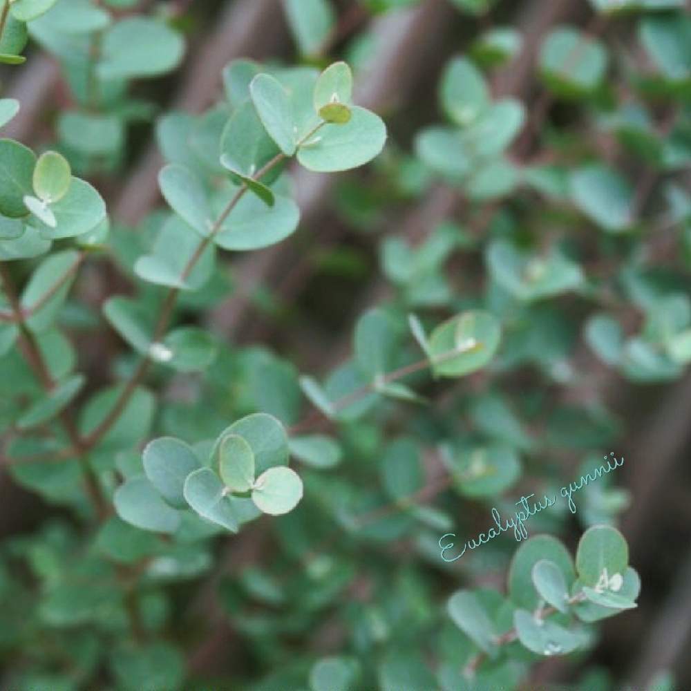 ユーカリ グニーの投稿画像 By Oharuさん ユーカリの木とユーカリの剪定とユーカリ とユーカリ グニーと鉢植えユーカリとユーカリの木とユーカリの 剪定とユーカリ とユーカリ グニーと鉢植えユーカリ 21月7月1日 Greensnap グリーンスナップ Greensnap