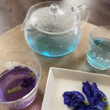 アンチャン 蝶豆の投稿画像一覧 Greensnap グリーンスナップ
