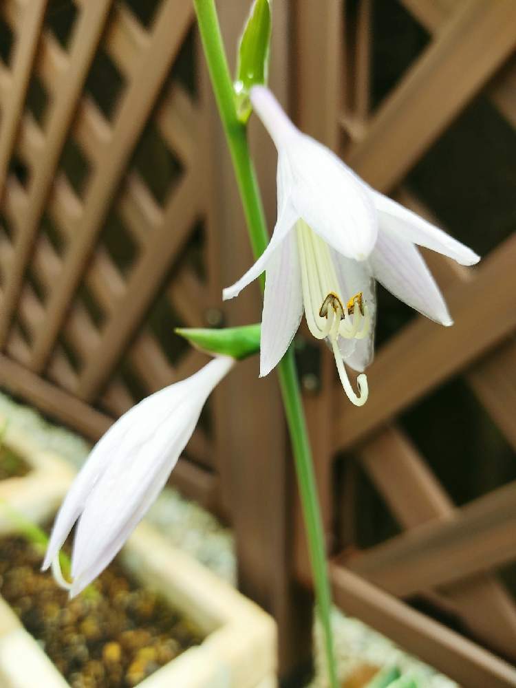 ギボウシの投稿画像 By Enoneさん ホスタ ギボウシ 21月7月1日 Greensnap グリーンスナップ