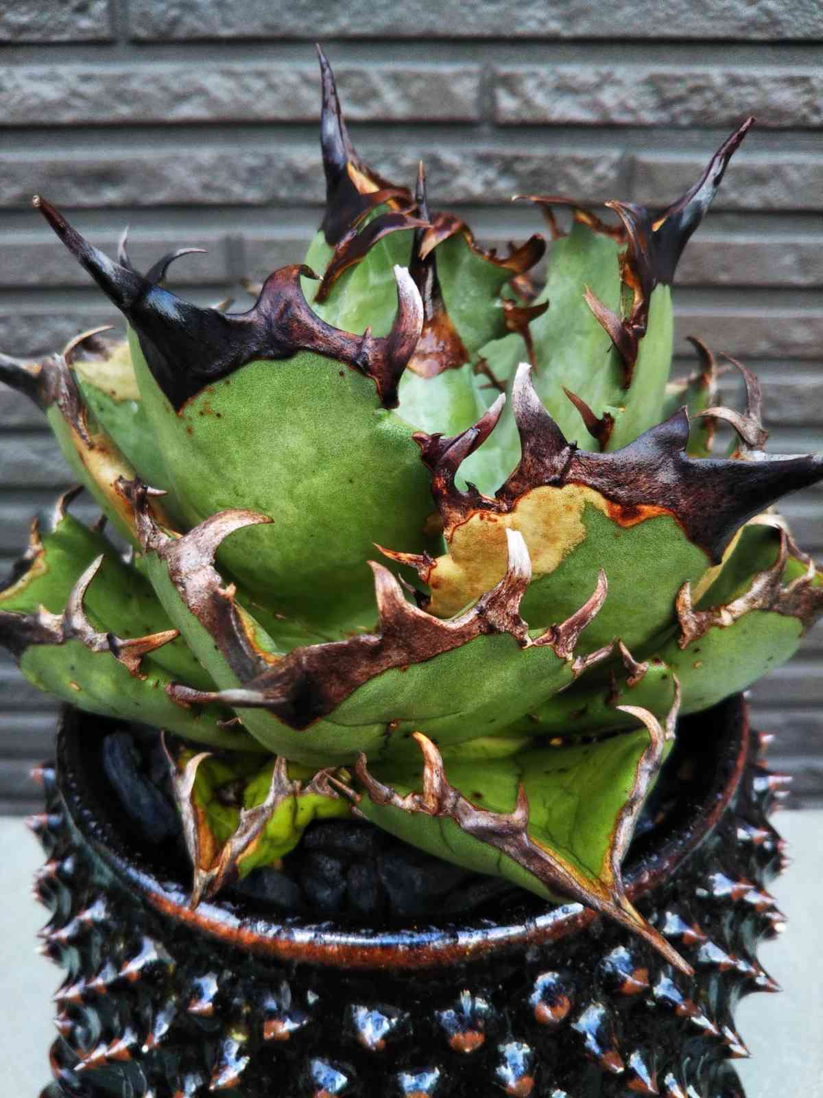 アガベ チタノタ 阿修羅 鳳凰 - 植物/観葉植物