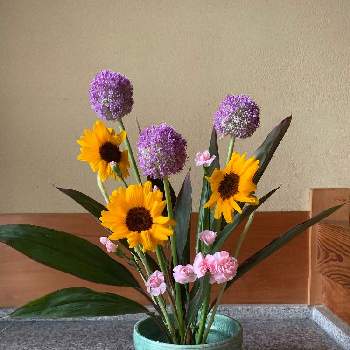 ドラセナ*の画像 by akiさん | 玄関と小さな向日葵とピンクのカーネーションとアリウム・ギガンジウムとドラセナ*と未生流