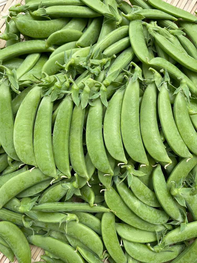 牧草の投稿画像 By Moonさん 農作業とお野菜とすくすく成長中とまめ と野菜栽培と野菜作りと自家製野菜とすくすくと北海道と北海道からと北の大地北海道 21月7月1日 Greensnap グリーンスナップ 牧草の投稿画像 By Moonさん 農作業とお野菜とすくすく成長中とまめ と野菜栽培と野菜作りと自家製野菜とすくすくと北海道と北海道からと北の大地北海道 21月7月1日 Greensnap グリーンスナップ