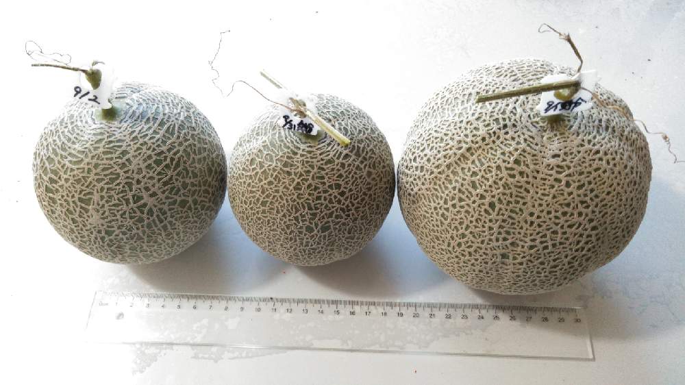 食べたメロンの種からのメロン栽培 Season２ その３ 7月30日 金 追記 Greensnap グリーンスナップ