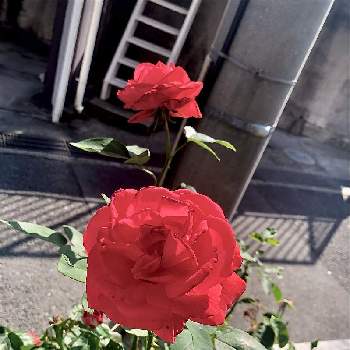 薔薇 ダブルノックアウト 赤の画像 by Kay_Tama-gsk さん | アプローチと薔薇 ダブルノックアウト 赤とカラフルと初夏の花たちと赤い花と真っ赤とKays_gardenと地植え