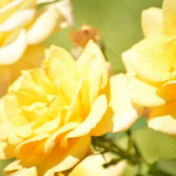 黄色い薔薇の投稿画像一覧 Greensnap グリーンスナップ