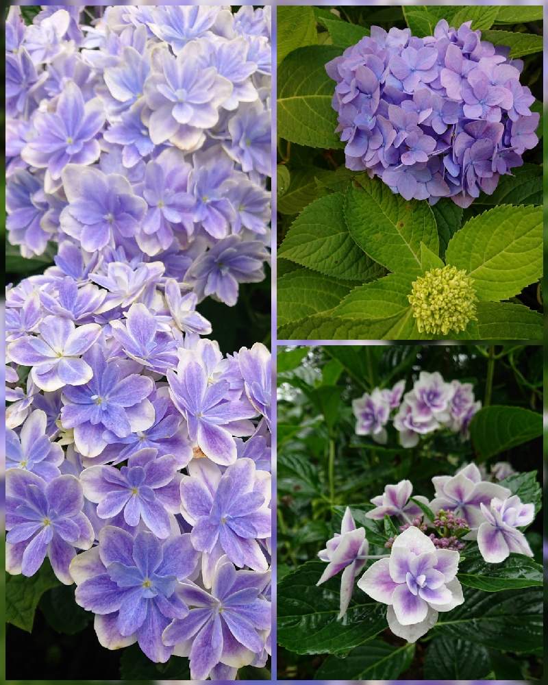 四季咲きアジサイ 霧島の恵の投稿画像 By ちっちさんさん 紫陽花 万華鏡とこんぺいとう 紫陽花 と広い庭と梅雨の季節とガクアジサイ とがく紫陽花の花と紫陽花 アジサイ あじさいと鉢植えと花のある暮らしと紫のお花と梅雨の季節とガクアジサイ とがく紫陽花の花と 四季咲きアジサイ 霧島の恵の投稿画像 By ちっちさんさん 紫陽花 万華鏡とこんぺいとう 紫陽花 と広い庭と梅雨の季節とガクアジサイ とがく紫陽花の花と紫陽花 アジサイ あじさいと鉢植えと花のある暮らしと紫のお花と梅雨の季節とガクアジサイ とがく紫陽花の花と