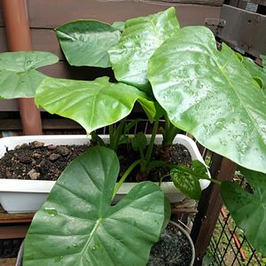 観葉植物,100均観葉植物,わが家の観葉植物❢,クワズイモ属,観葉植物がスキの画像