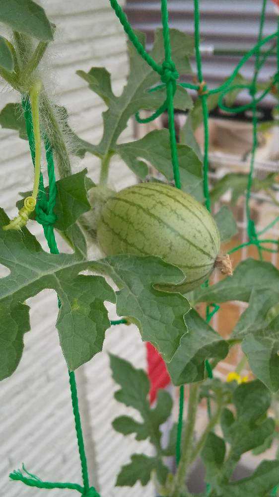 スイカ第二期 Greensnap グリーンスナップ