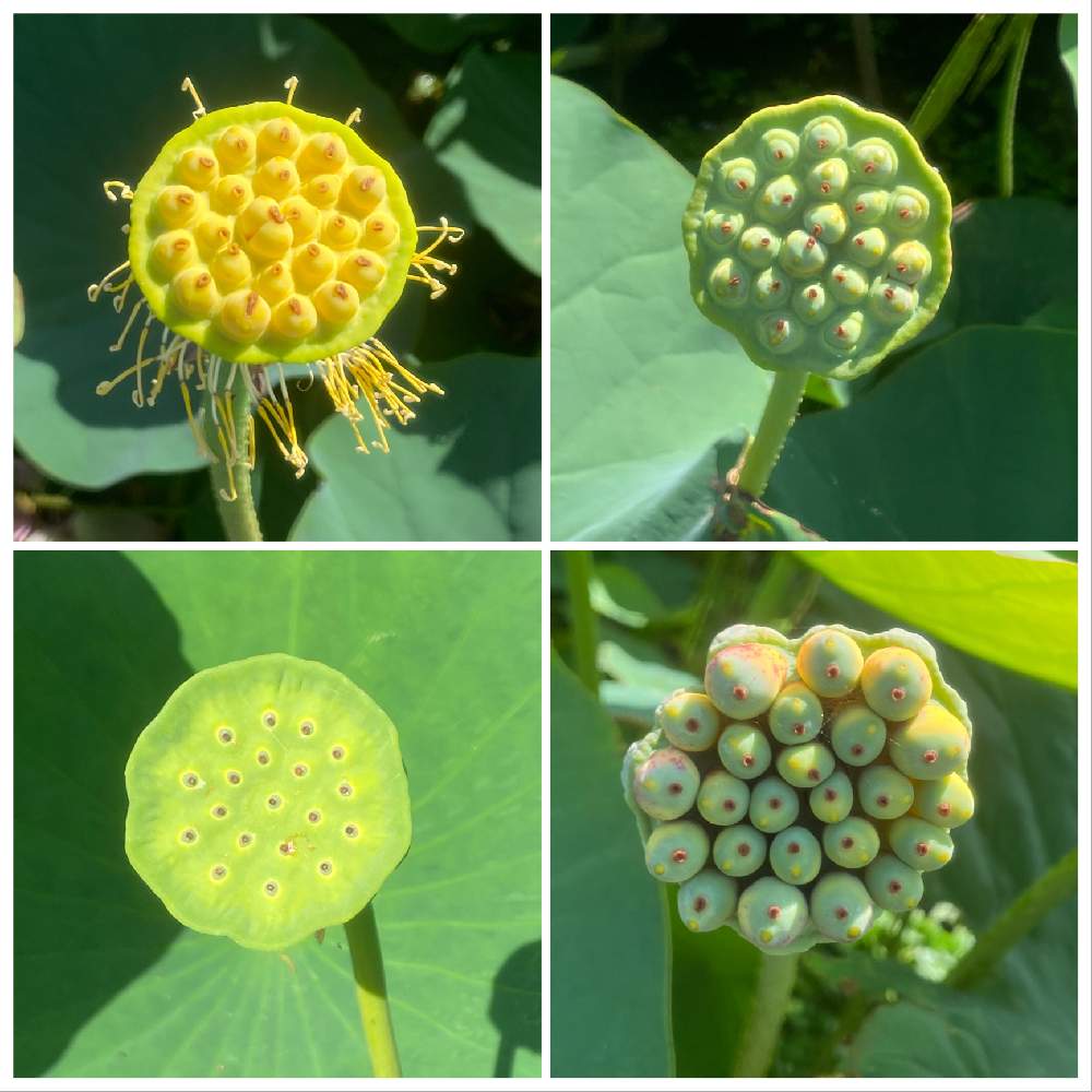 蓮の花托 の投稿画像 By Okiramchipさん お出かけ先と唐比ハス園と唐比ハス園 21月7月1日 Greensnap グリーンスナップ Greensnap グリーンスナップ