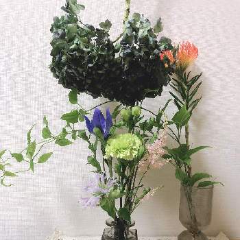 ユー花園の投稿画像一覧 Greensnap グリーンスナップ