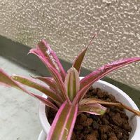 ネオレゲリアの育て方 日当たり加減は 水やりや株分けの方法は Greensnap グリーンスナップ ネオレゲリアの育て方 日当たり加減は 水やりや株分けの方法は Greensnap グリーンスナップ