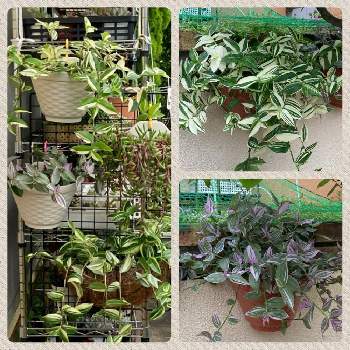 垂れる植物の画像 by キンエボシさん | 小さな庭とトランディスカンティアと紫と緑と観葉植物と紫色と白と緑とルビーネックレス☆と垂れる植物とキンエボシのトランディスカンティア