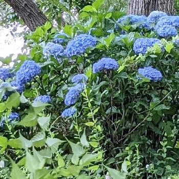 紫陽花フェスの画像 by 秋草さん | 広い庭とアジサイと青い花と紫陽花♡と紫陽花フェスとアジサイ✽